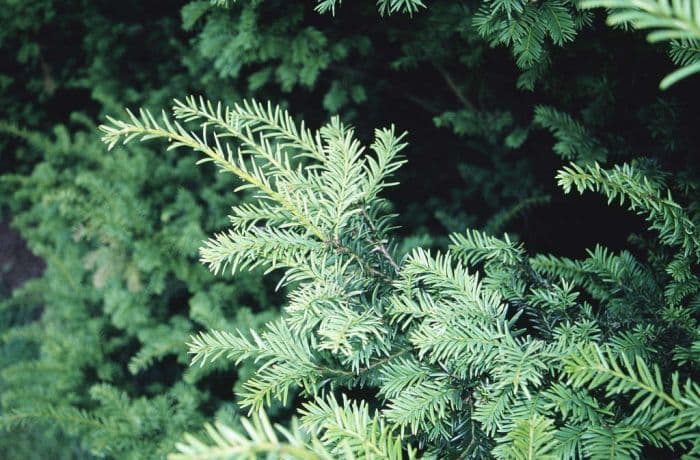 common yew 'Semperaurea'