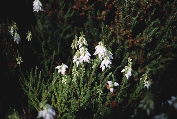 Dorset heath 'Stoborough'