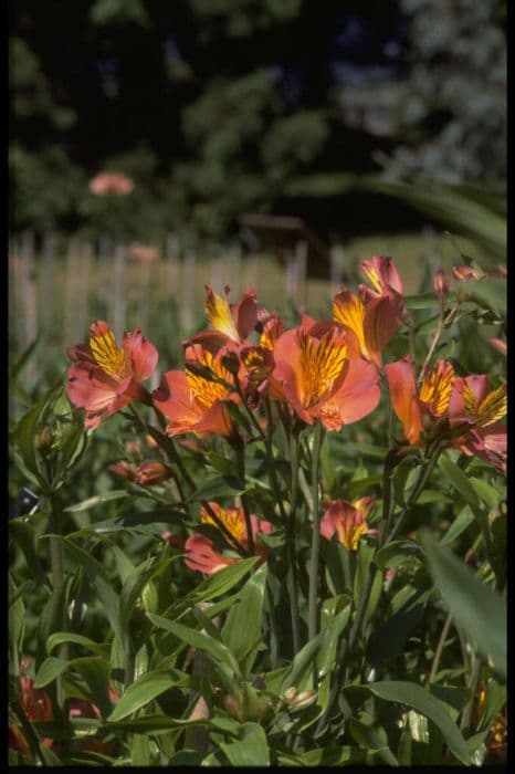 Peruvian lily 'Coronet'