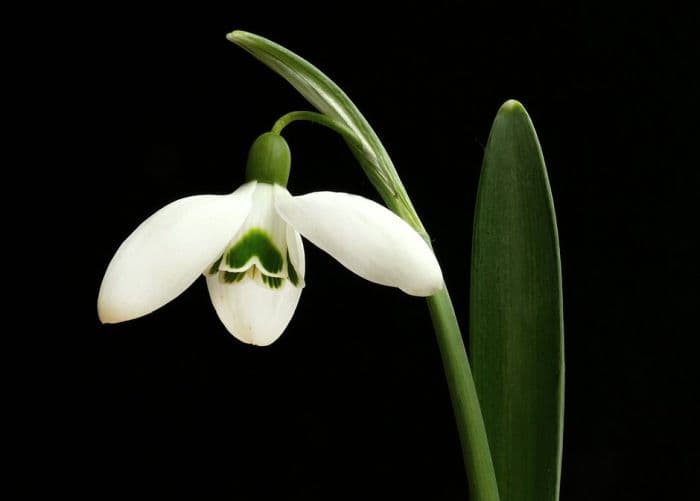 snowdrop 'Bertram Anderson'