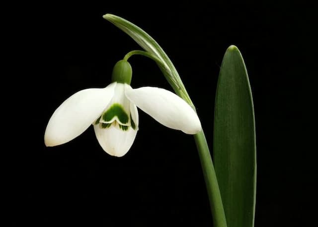 Snowdrop 'Bertram Anderson'