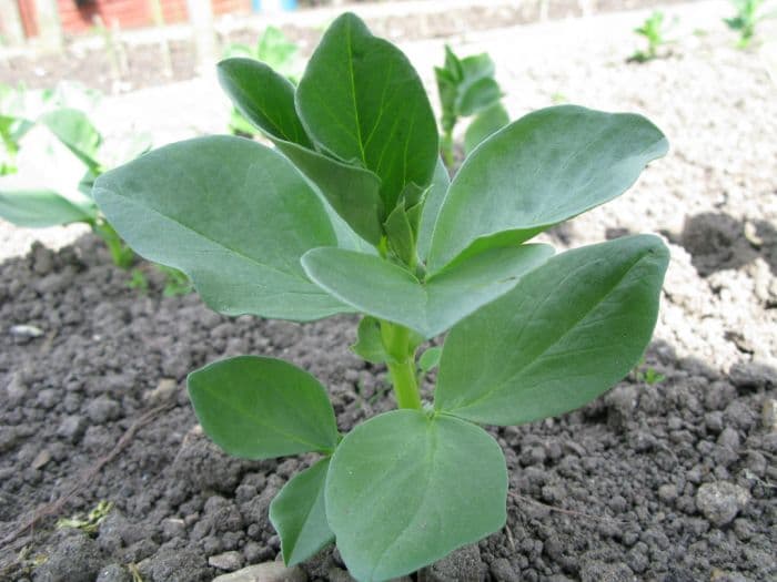 broad bean