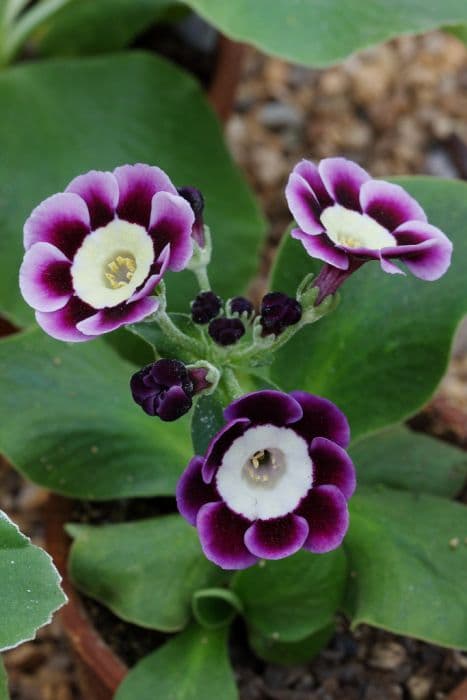 auricula 'Adrian'