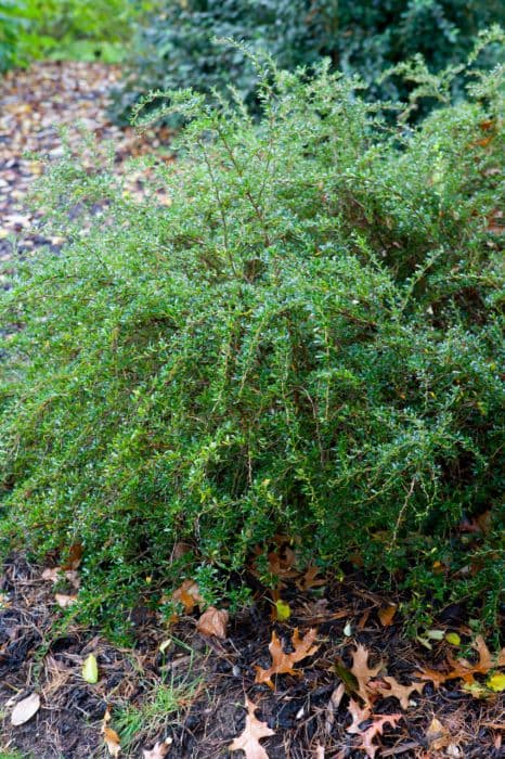 Golden barberry 'Irwinii'