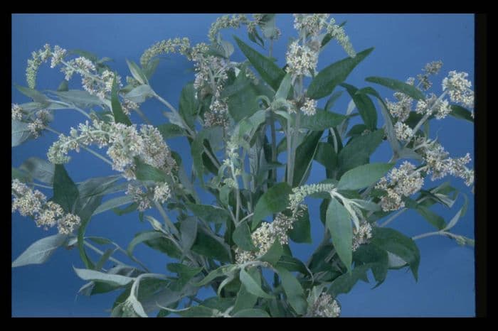 white-flowered Chinese butterfly bush