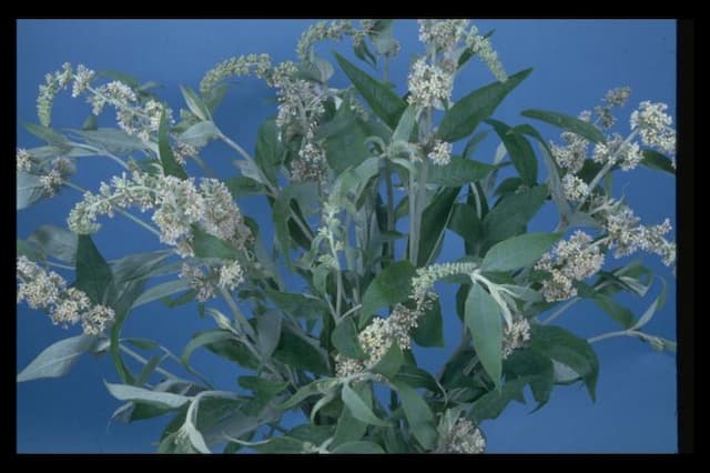 White-flowered Chinese butterfly bush