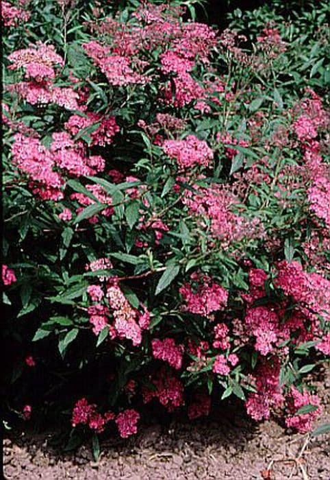 Japanese spirea 'Anthony Waterer'