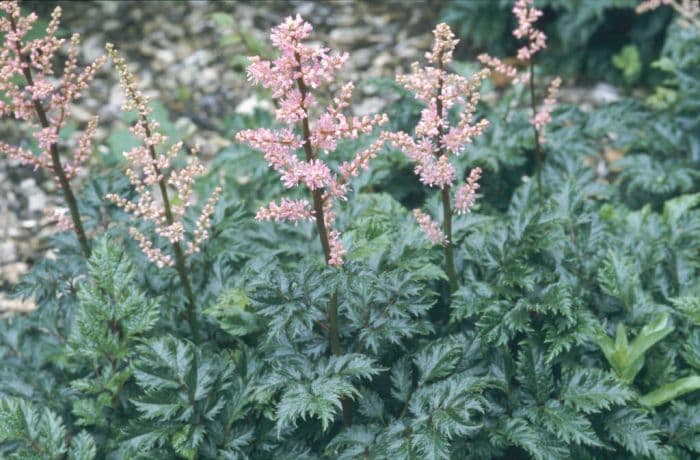 astilbe 'Perkeo'