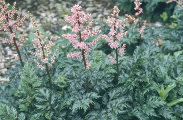 Astilbe 'Perkeo'