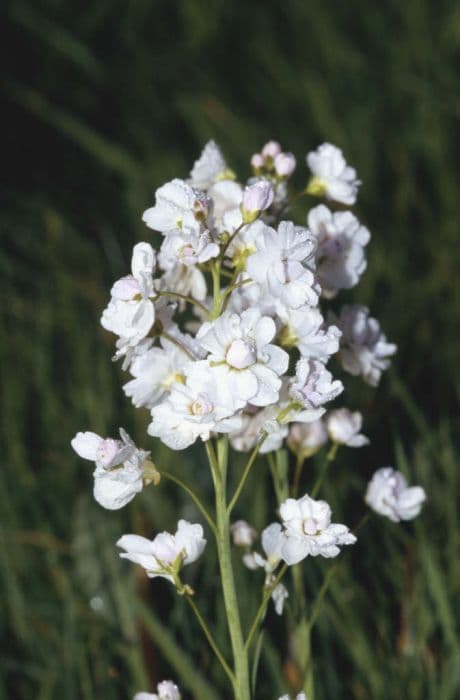 double cuckoo flower