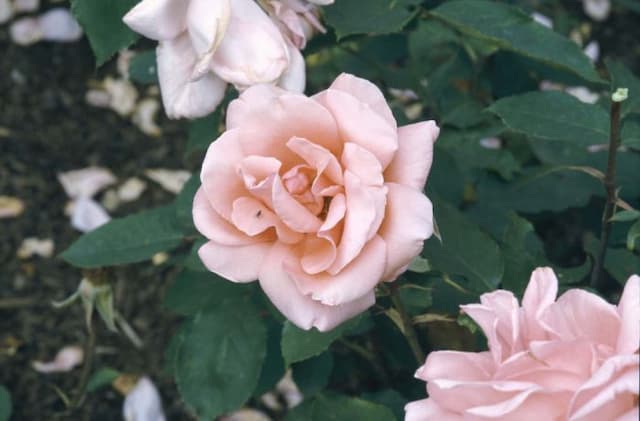 Rose 'Blessings'