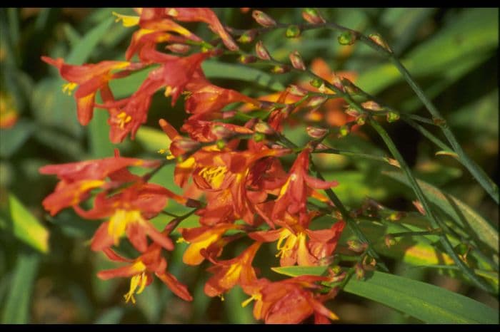 montbretia 'Carmin Brilliant'