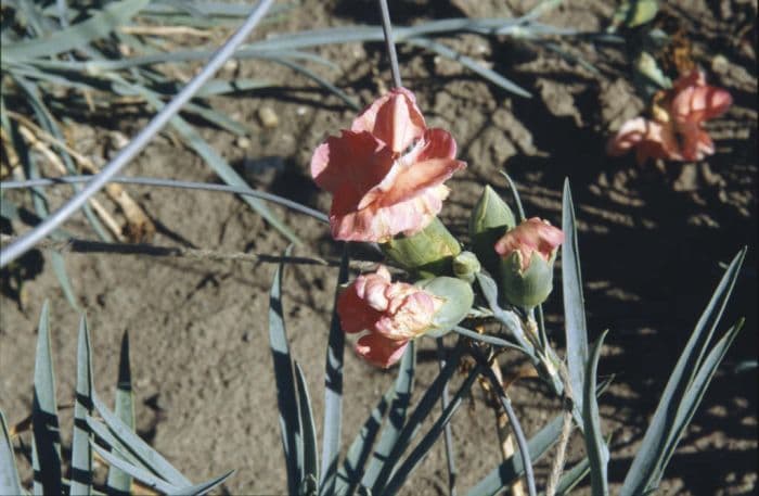 border carnation 'Spinfield Happiness'