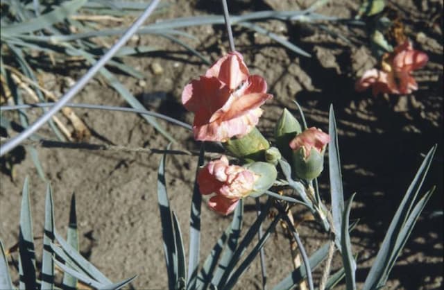 Border carnation 'Spinfield Happiness'