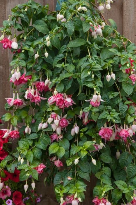 fuchsia 'Peachy'