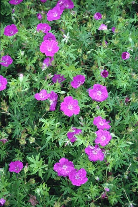 bloody cranesbill 'Cedric Morris'