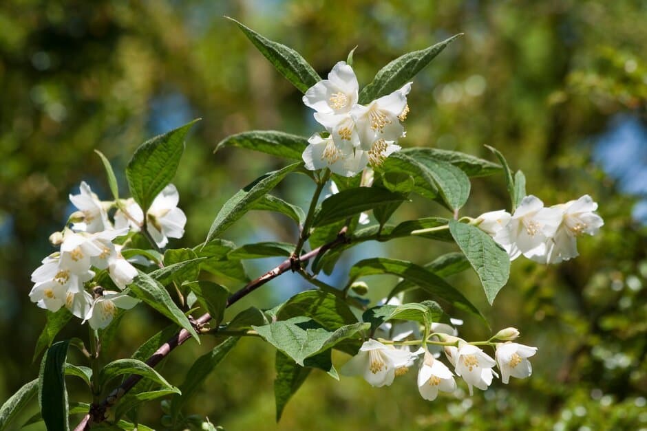 White mock orange