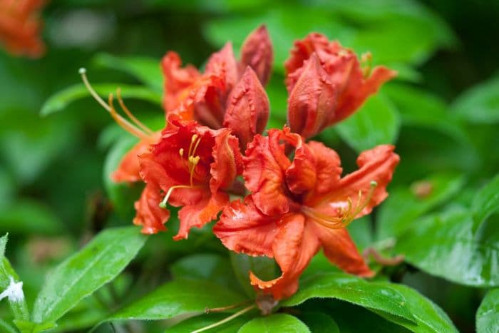 rhododendron 'Gibraltar'