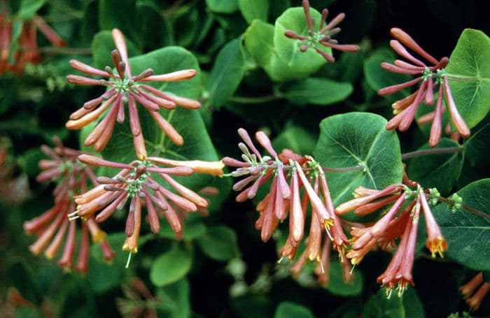 trumpet honeysuckle