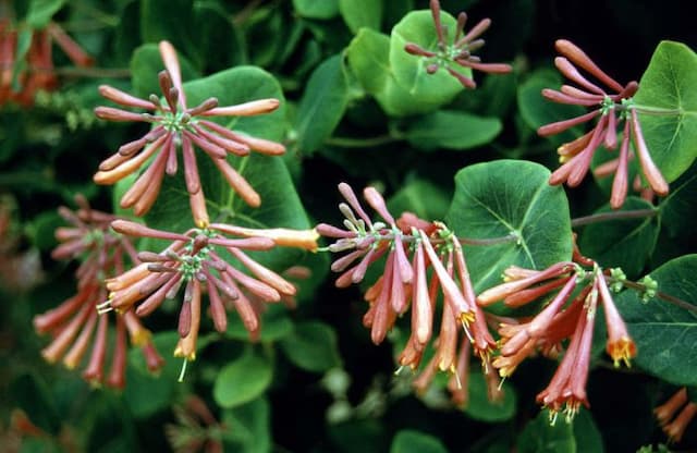 Trumpet honeysuckle