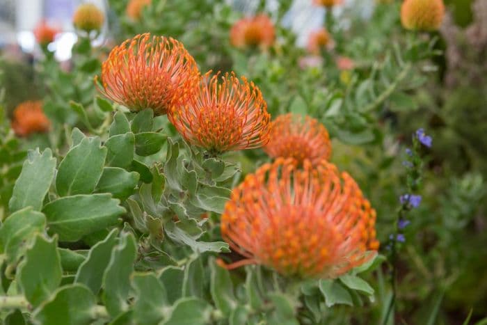 heart-shaped leaved pincushion protea