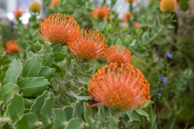 Heart-shaped leaved pincushion protea