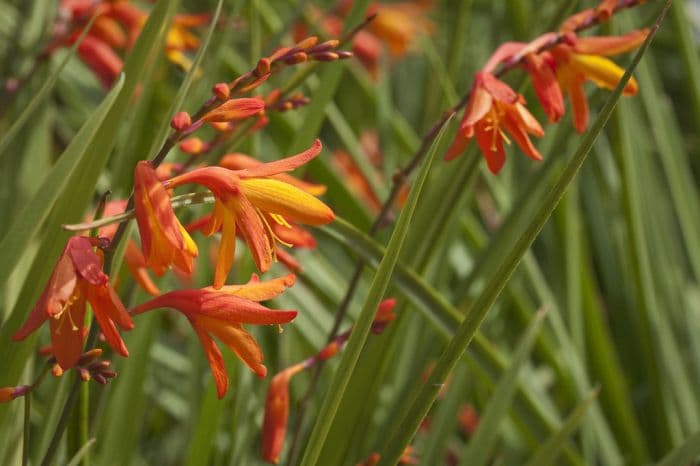 montbretia