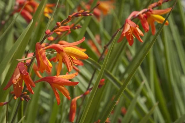 Montbretia