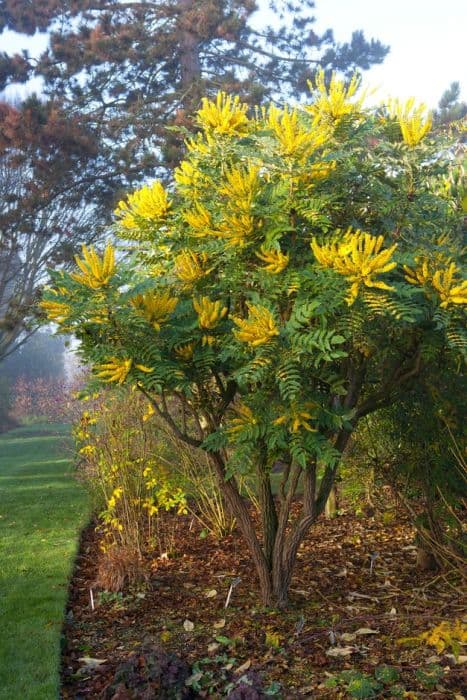 Oregon grape 'Lionel Fortescue'