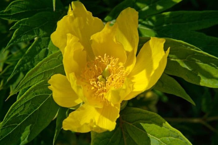 Ludlow's tree peony