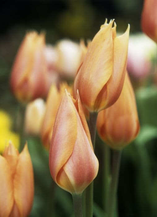 tulip 'Perestroyka'