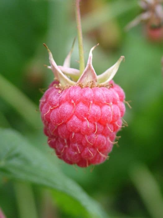 raspberry 'Glen Magna'