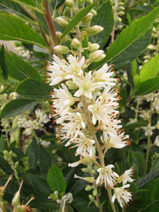 common white alder 'Hummingbird'