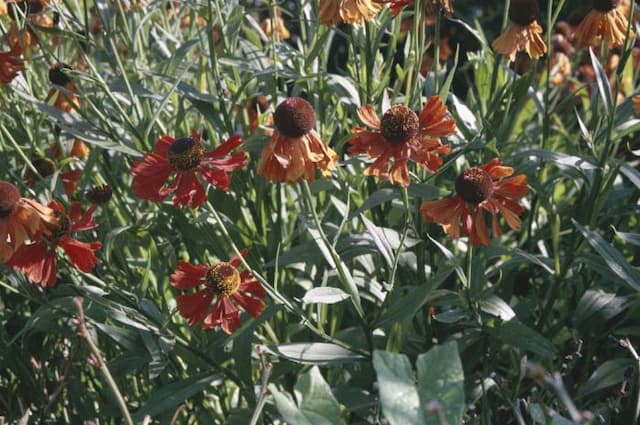 Sneezeweed 'Indianersommer'