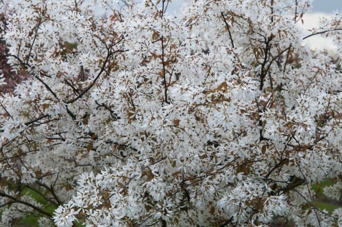 serviceberry 'Princess Diana'