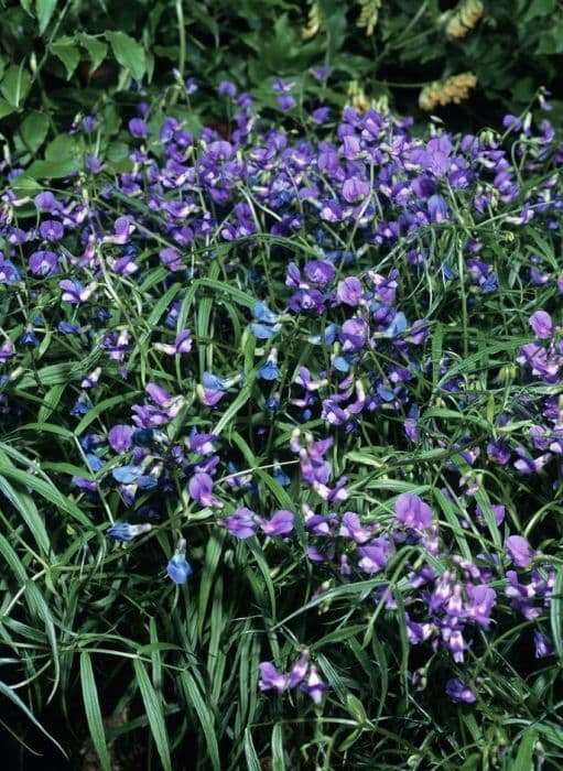 sweet pea 'Lamorna's Love'