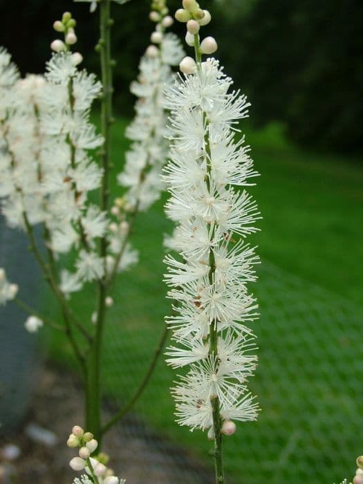 Japanese bugbane