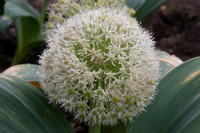 Kara Tau garlic 'Ivory Queen'