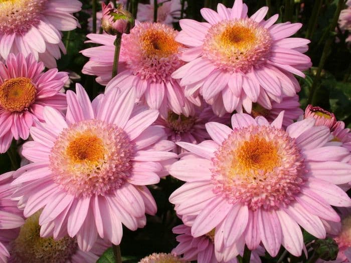 chrysanthemum 'Lucy'