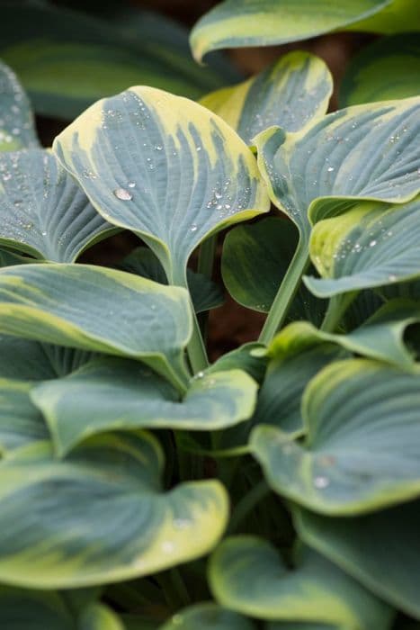 plantain lily 'Aristocrat'