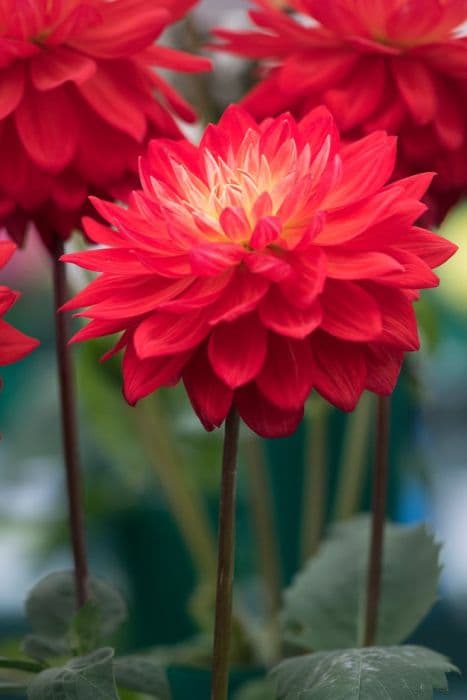 dahlia 'Taratahi Ruby'