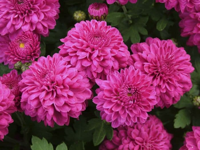 chrysanthemum 'Endurance'