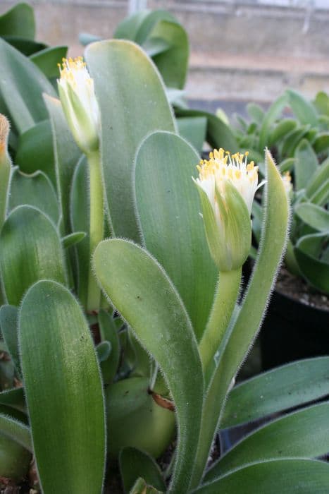 Few-leaved blood lily