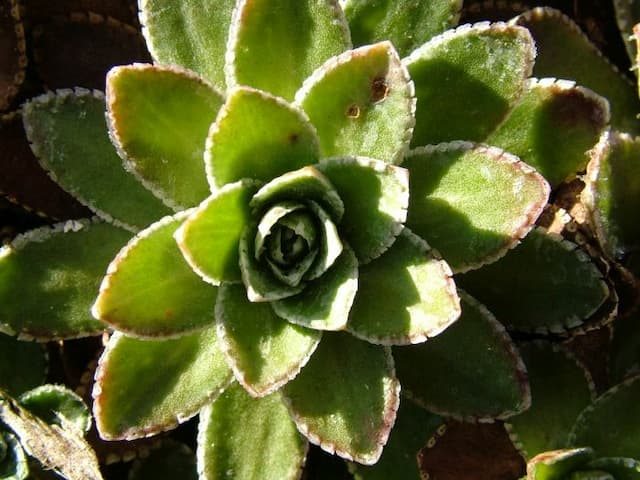 Saxifrage 'Canis-dalmatica'