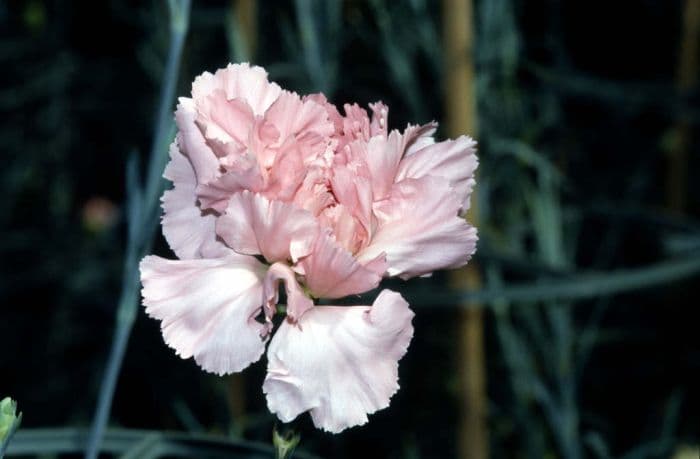 carnation 'Christine Dickinson'