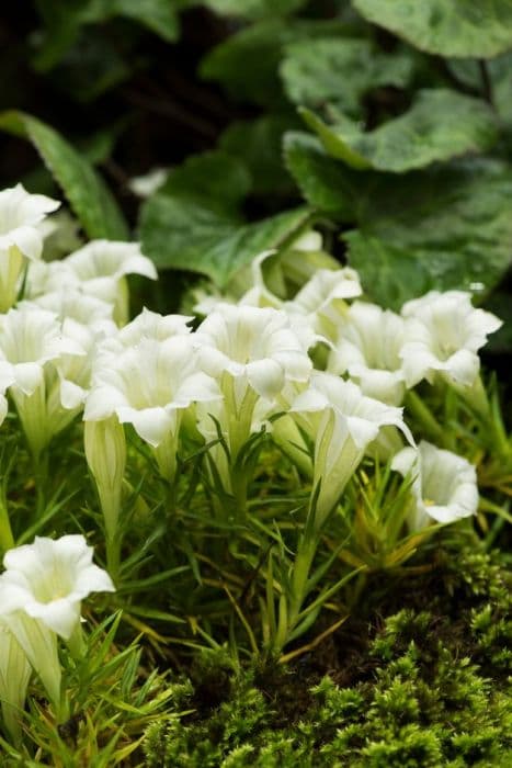 showy Chinese gentian 'Weisser Traum'