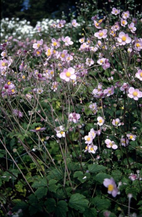 Japanese anemone 'Robustissima'