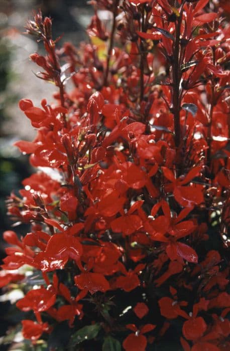 lobelia 'Fan Scharlach'