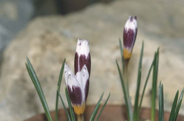 Sieber's crocus