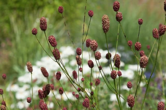 Great burnet 'Crimson Queen'